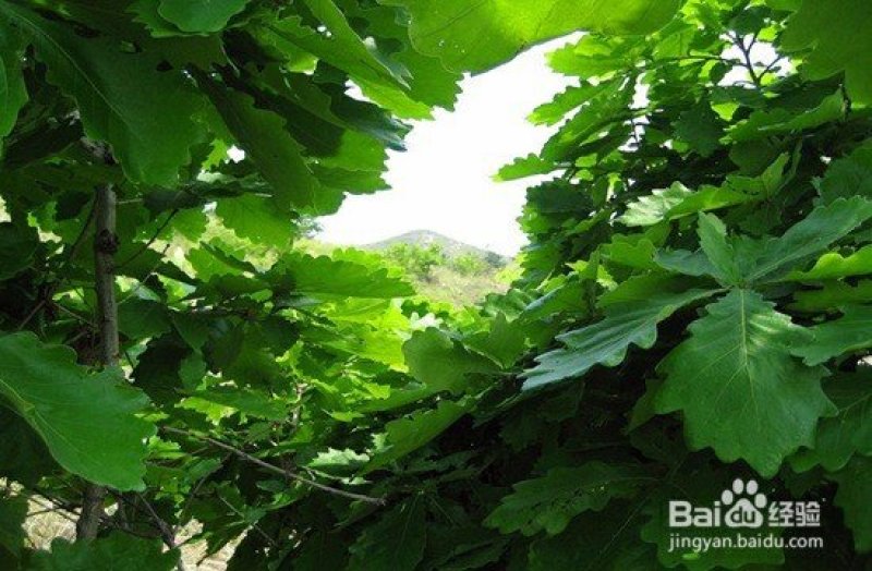槲叶粽子每天出锅新鲜