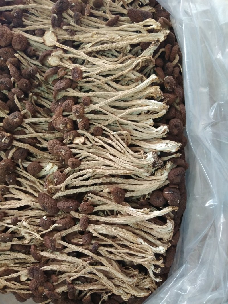 江西广昌茶树菇精品5号茶树菇茶薪菇干货食用菌