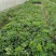 鸭脚木（鹅掌柴），成都货源