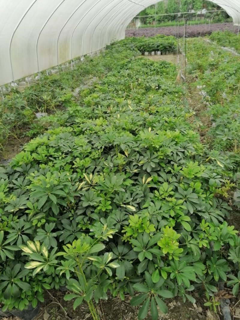 鸭脚木（鹅掌柴），成都货源