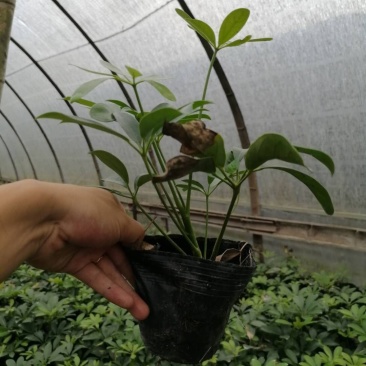 鸭脚木（鹅掌柴），成都货源