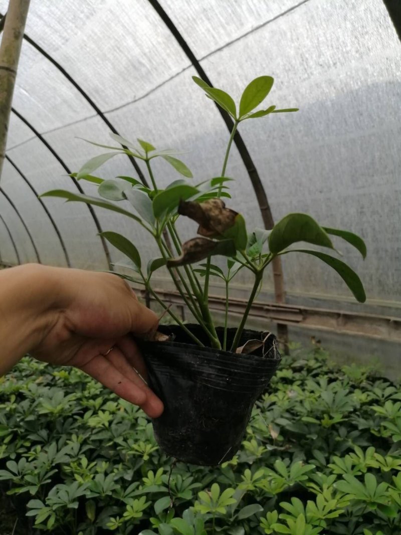 鸭脚木（鹅掌柴），成都货源