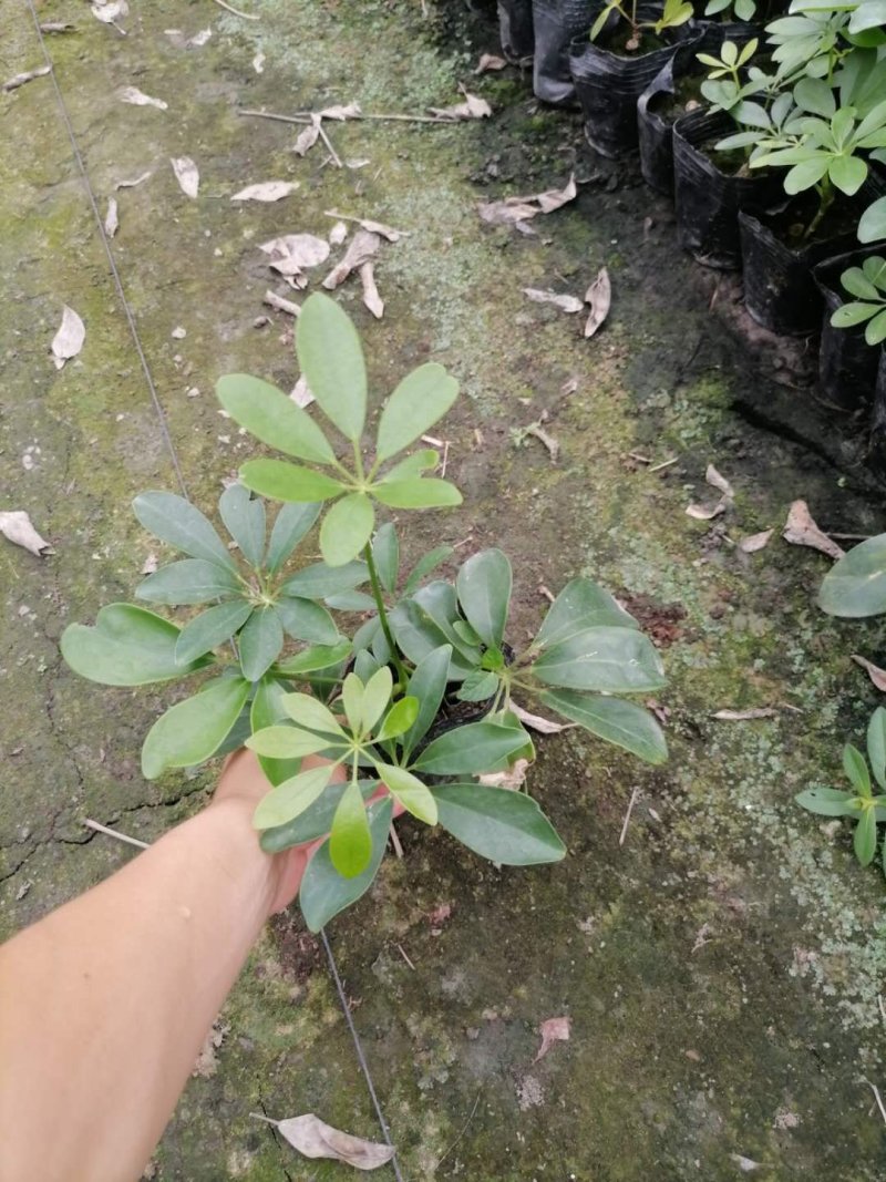 鸭脚木（鹅掌柴），成都货源