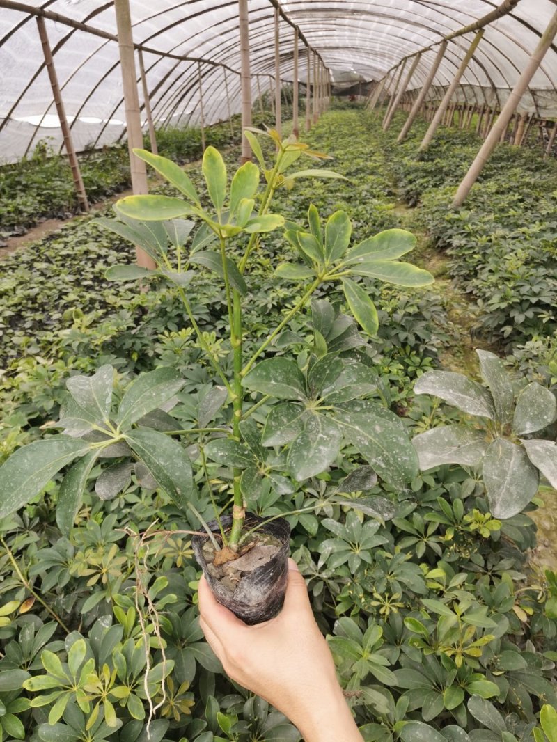 鸭脚木（鹅掌柴），成都货源