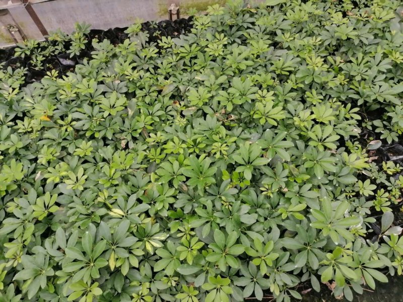 鸭脚木（鹅掌柴），成都货源