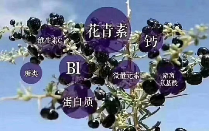 黑枸杞青海产地大果1袋250g包邮到家
