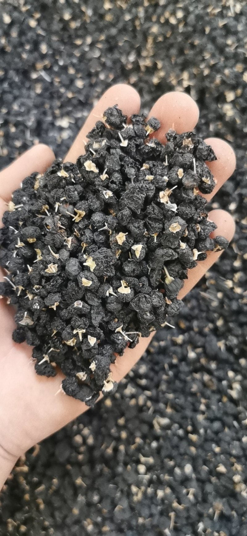 黑枸杞青海产地大果1袋250g包邮到家