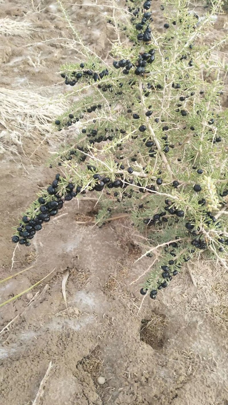 黑枸杞青海产地大果1袋250g包邮到家