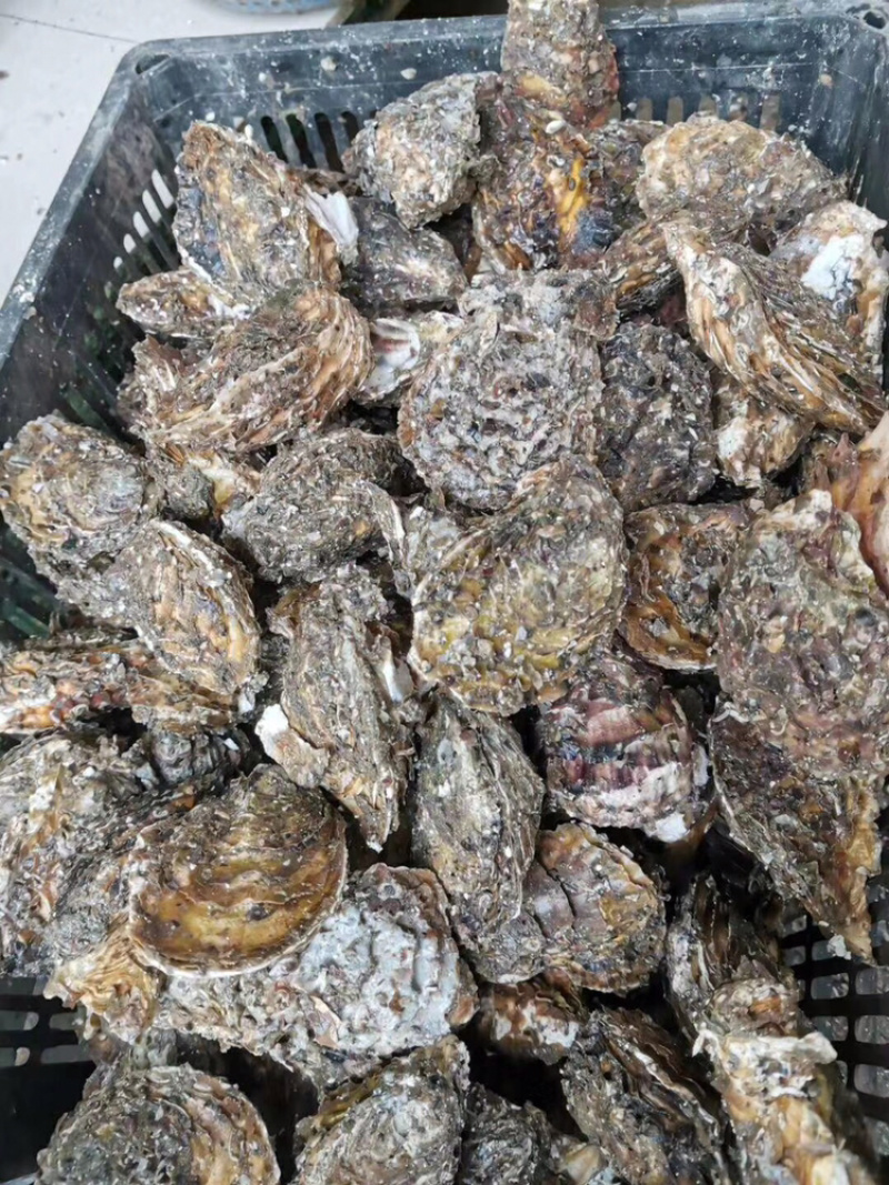 鲜活牡蛎新鲜全壳生蚝壳薄肉肥每天现捞现发