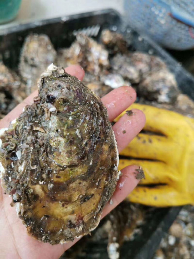 鲜活牡蛎新鲜全壳生蚝壳薄肉肥每天现捞现发