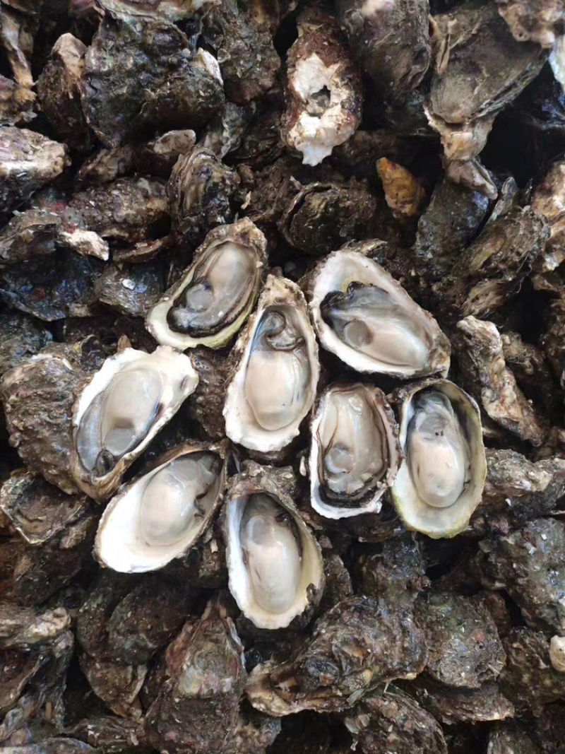 鲜活牡蛎新鲜全壳生蚝壳薄肉肥每天现捞现发