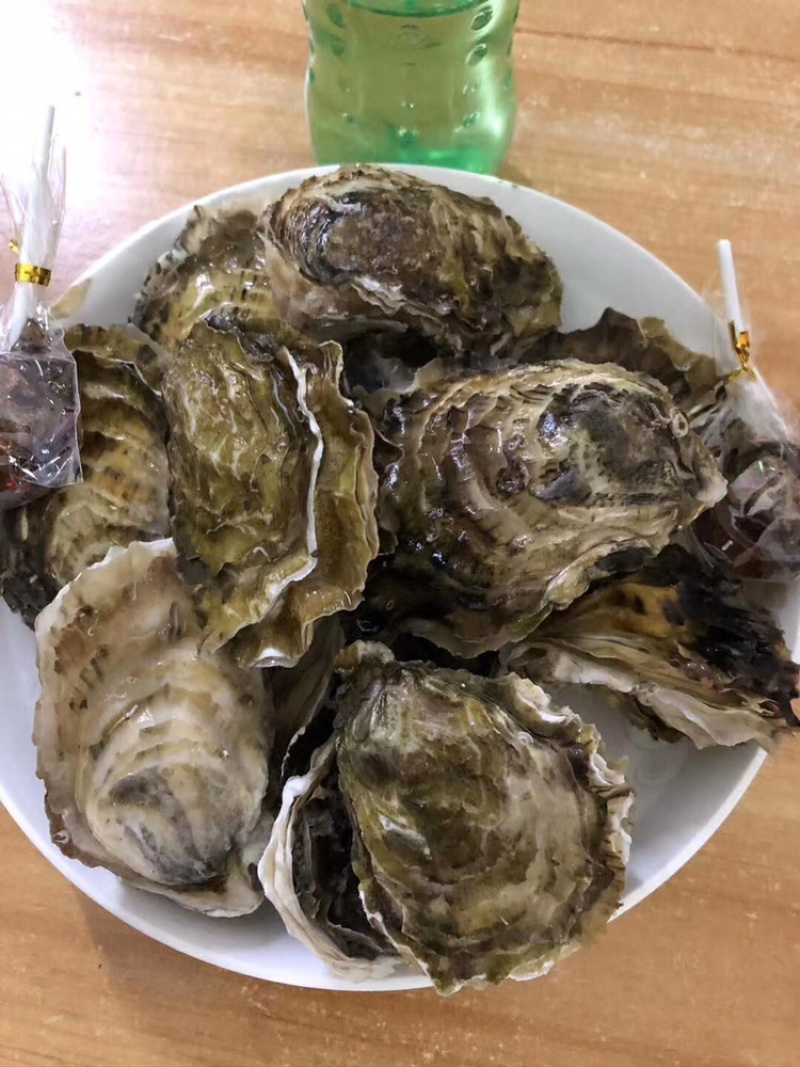 鲜活牡蛎新鲜全壳生蚝壳薄肉肥每天现捞现发