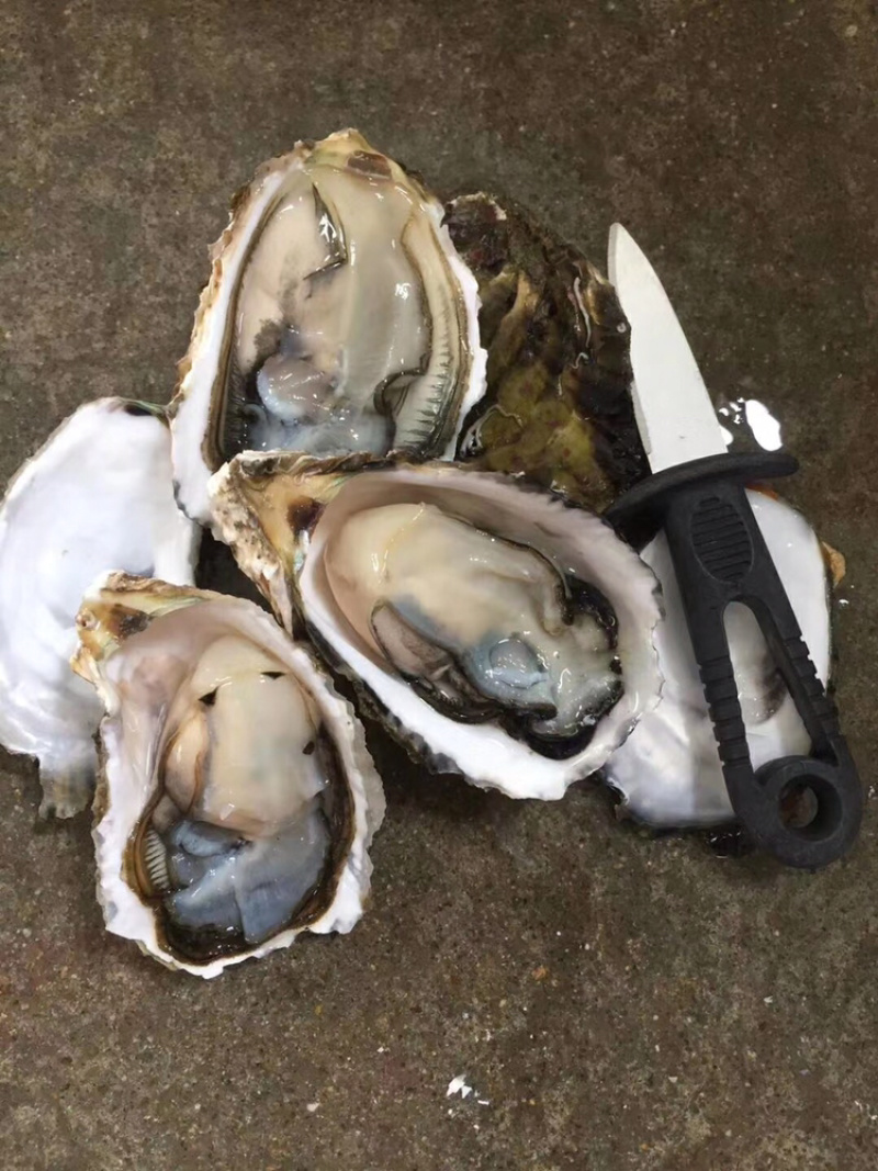 鲜活牡蛎新鲜全壳生蚝壳薄肉肥每天现捞现发