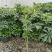 鸭脚木（鹅掌柴），成都货源