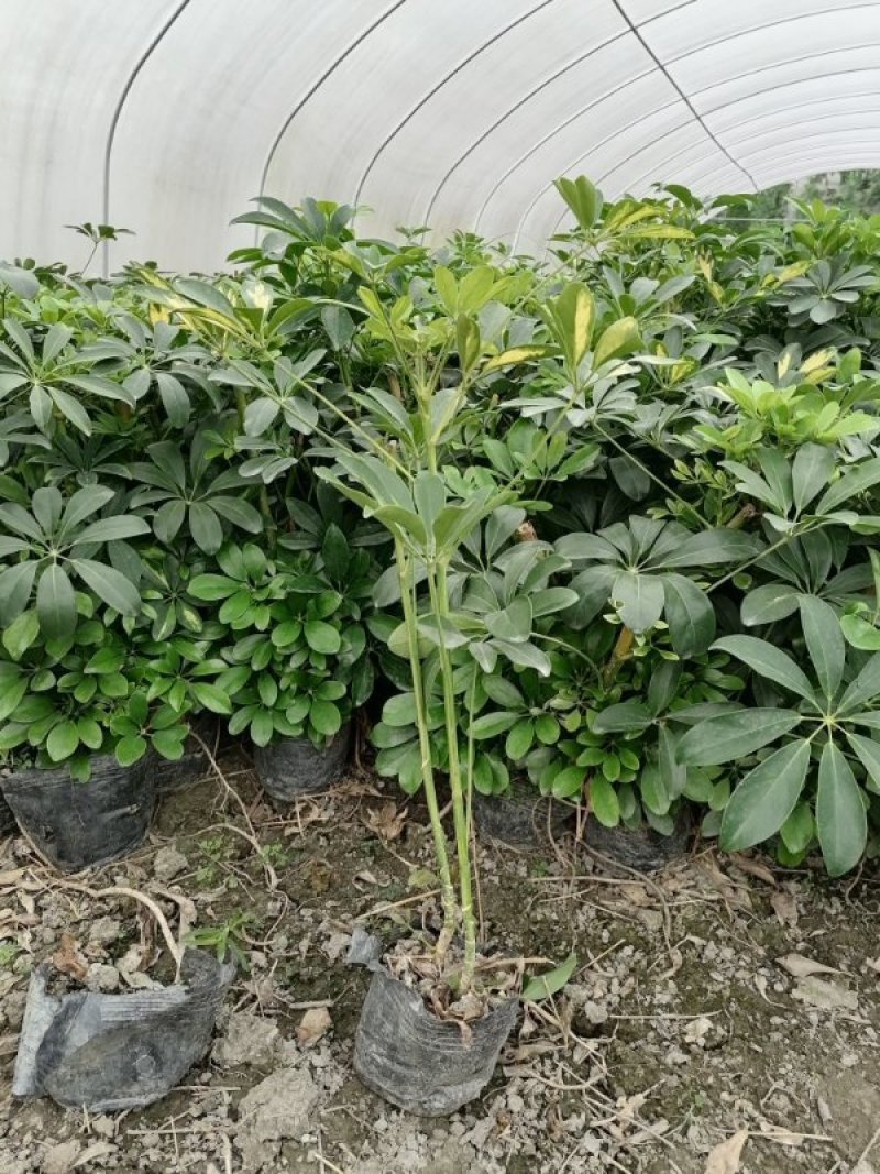 鸭脚木（鹅掌柴），成都货源