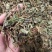 鱼腥草鱼腥草叶可打粉批发零售中药材品质保证