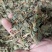 鱼腥草鱼腥草叶可打粉批发零售中药材品质保证
