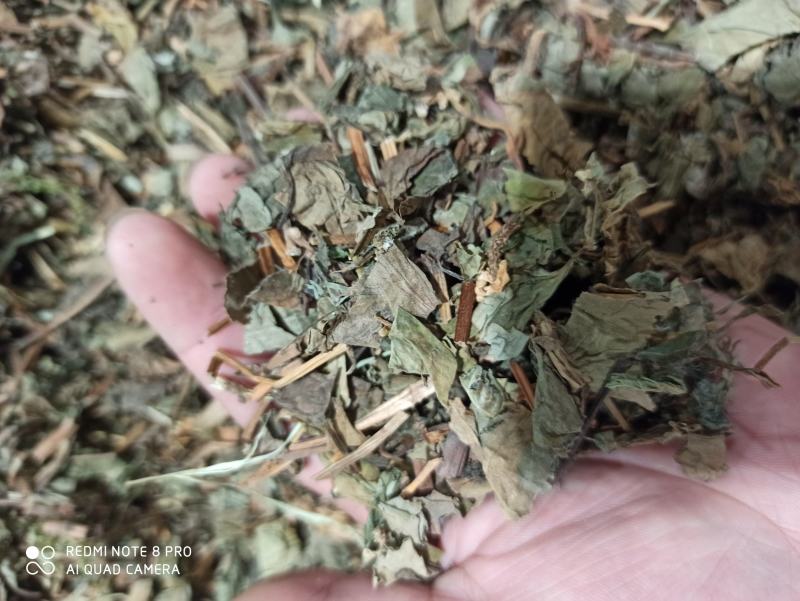 鱼腥草鱼腥草叶可打粉批发零售中药材品质保证