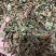 鱼腥草鱼腥草叶可打粉批发零售中药材品质保证