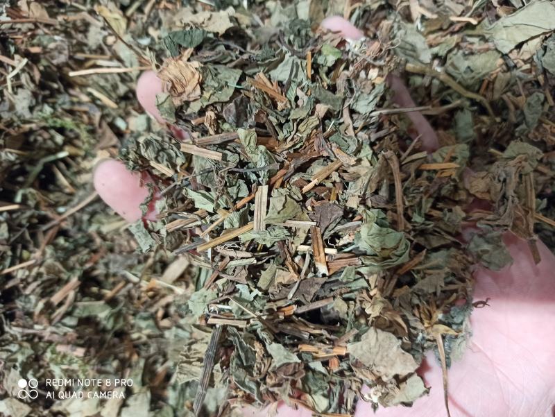 鱼腥草鱼腥草叶可打粉批发零售中药材品质保证