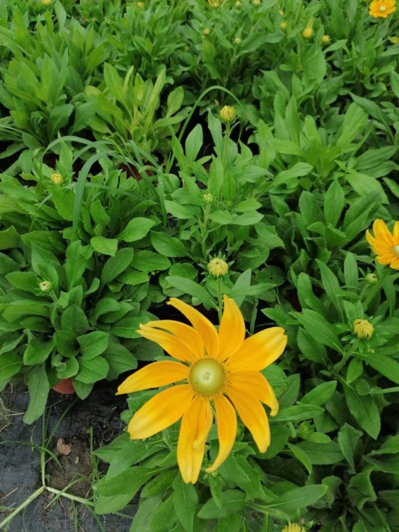 金光菊、黑心金光菊，杯苗，杯型多，规格多