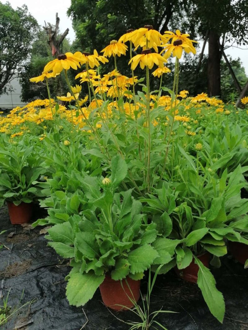 金光菊、黑心金光菊，杯苗，杯型多，规格多