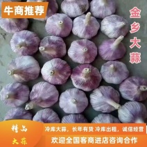 紫皮大蒜金乡大蒜质量保障诚信为本对接批发商电商欢迎来电