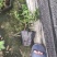 成都比利时杜鹃，杯苗，地面。