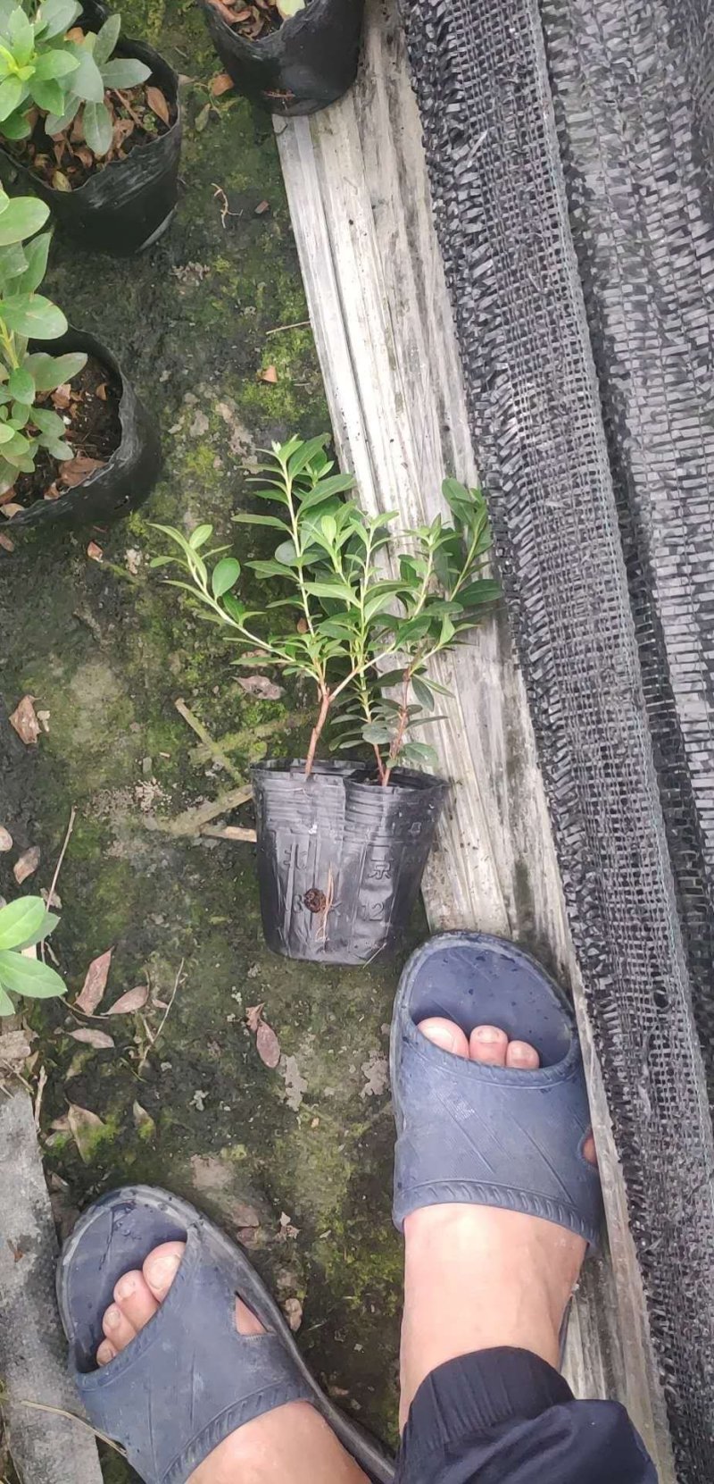 成都比利时杜鹃，杯苗，地面。