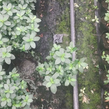 成都比利时杜鹃，杯苗，地面。