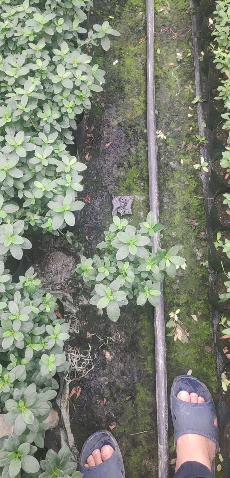 成都比利时杜鹃，杯苗，地面。