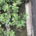 成都比利时杜鹃，杯苗，地面。