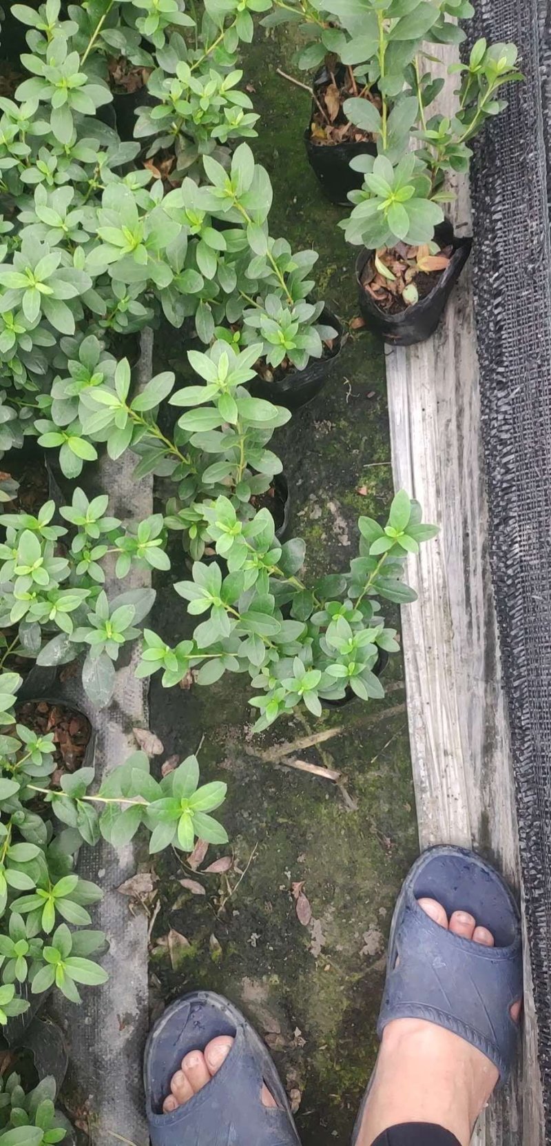 成都比利时杜鹃，杯苗，地面。