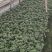 成都比利时杜鹃，杯苗，地面。
