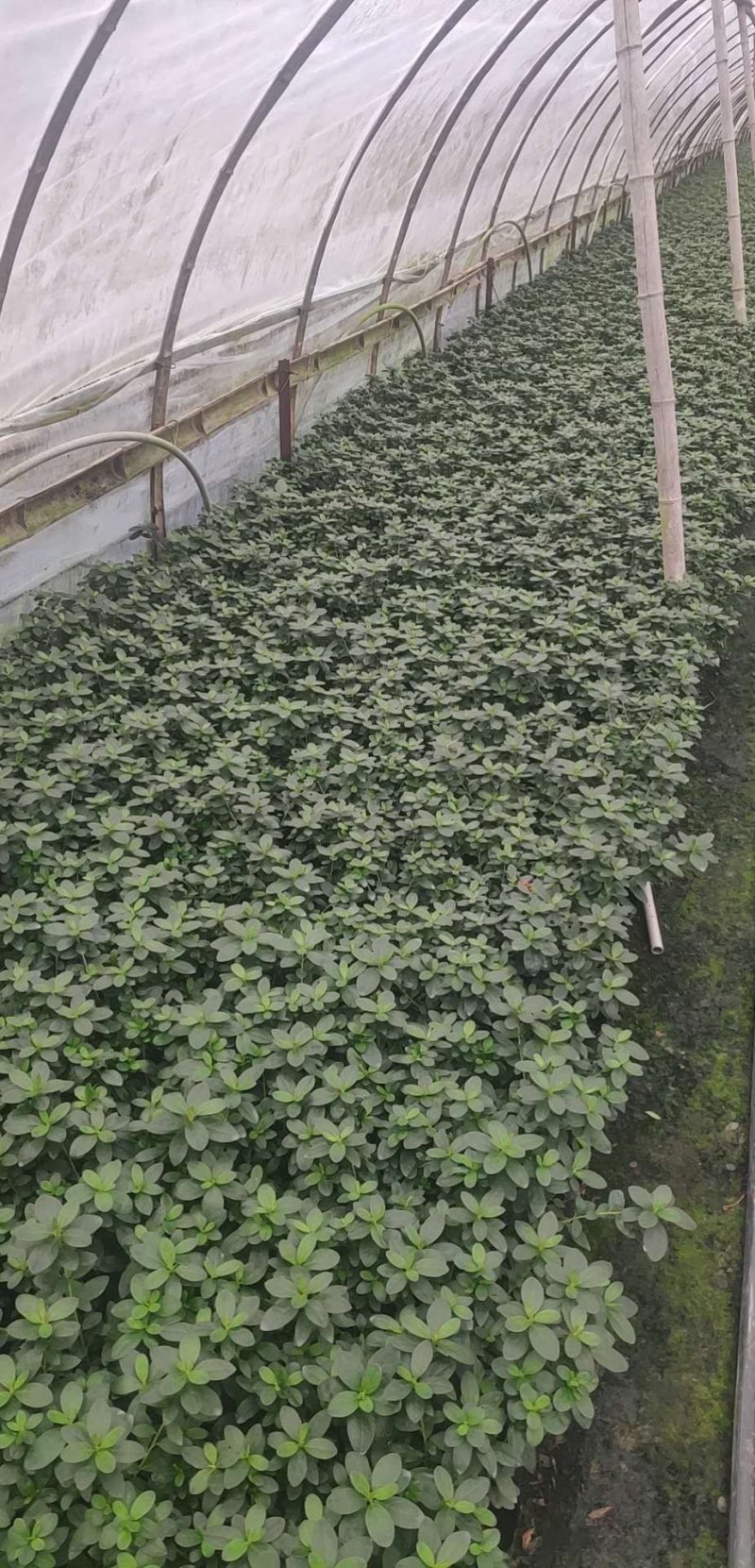 成都比利时杜鹃，杯苗，地面。