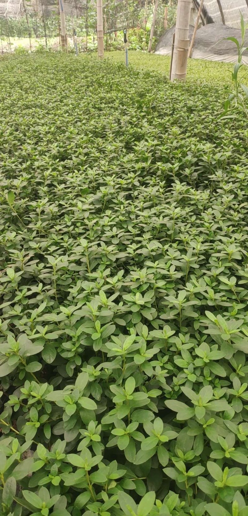 成都比利时杜鹃，杯苗，地面。