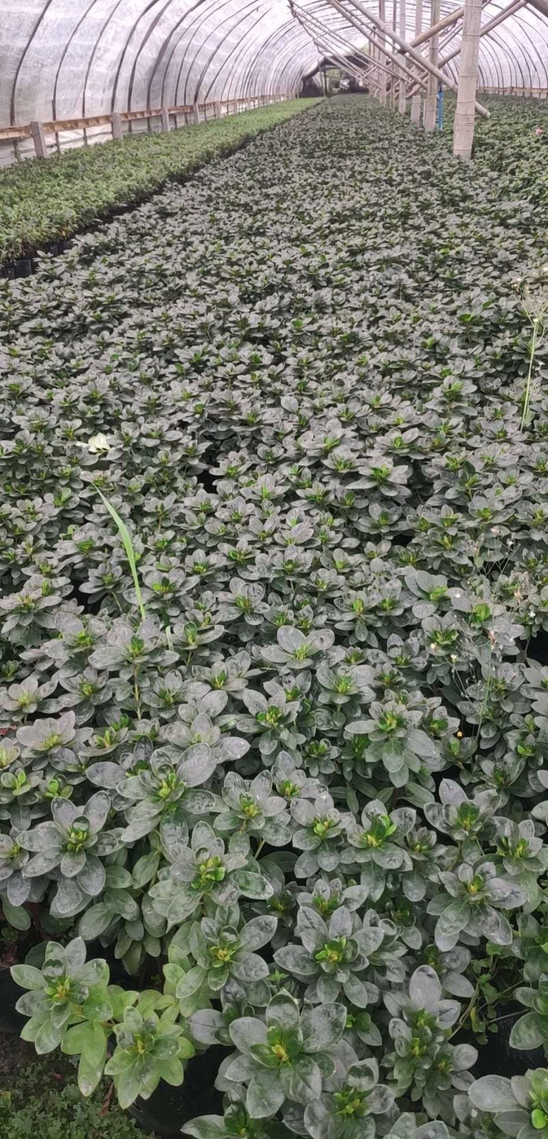 成都比利时杜鹃，杯苗，地面。