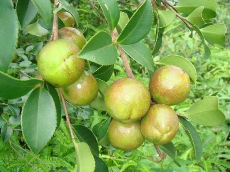 农家山茶油野生茶油江西茶油食用油茶树油纯正山茶籽野茶子油
