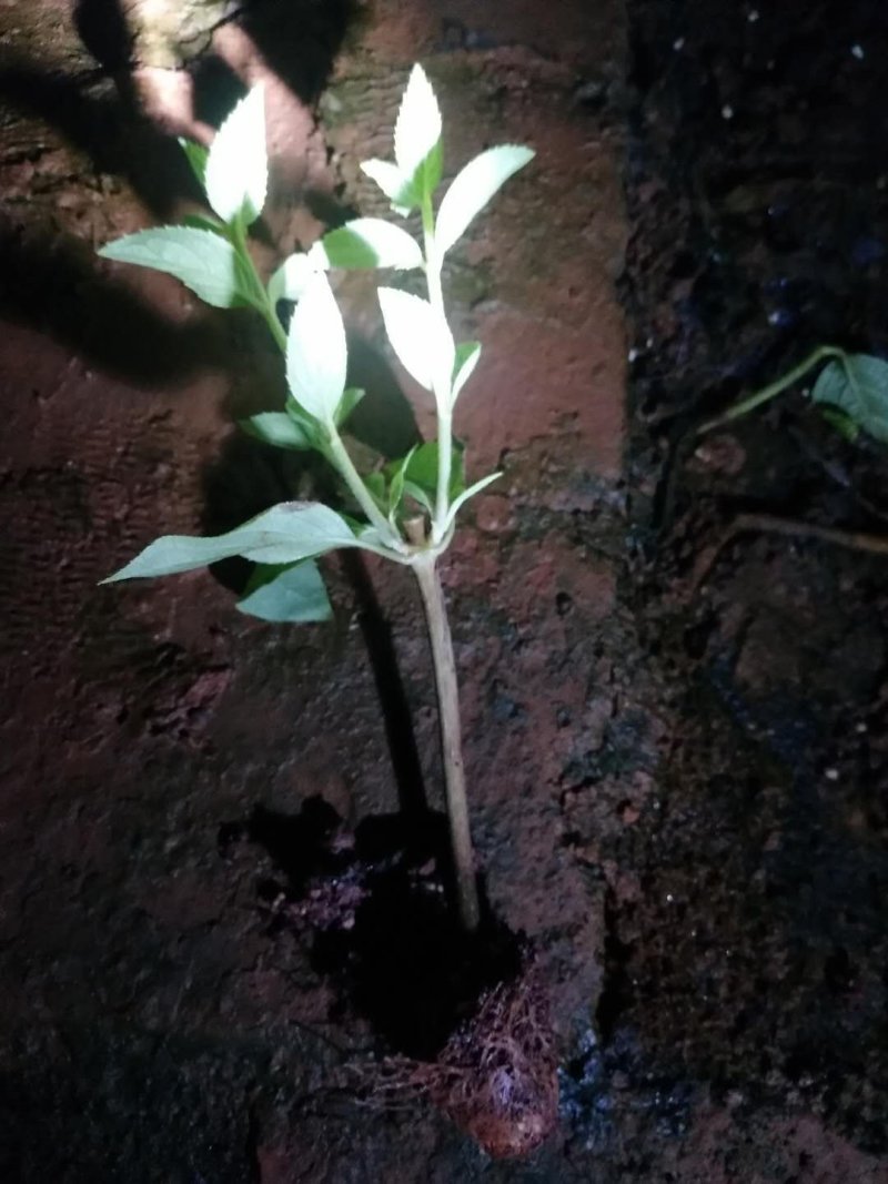 木绣球宝塔小苗基地直发成活好保证质量数量