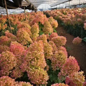 木绣球宝塔小苗基地直发成活好保证质量数量
