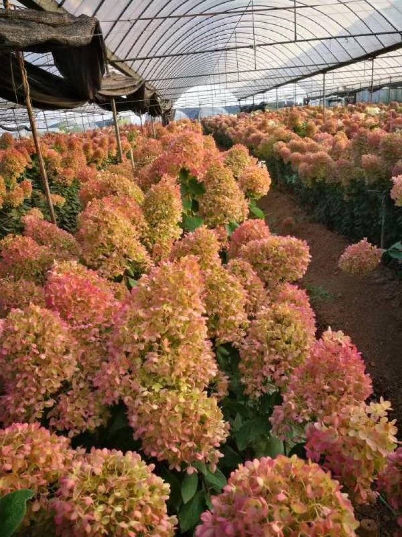 木绣球宝塔小苗基地直发成活好保证质量数量