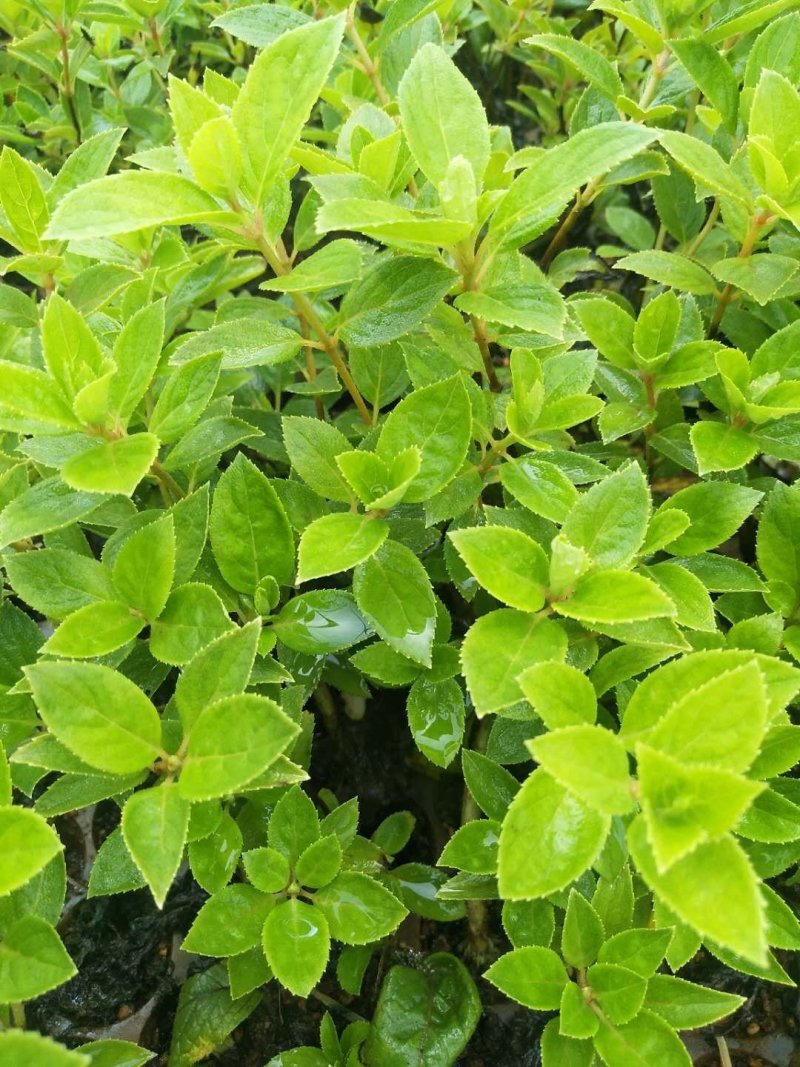 木绣球宝塔小苗基地直发成活好保证质量数量