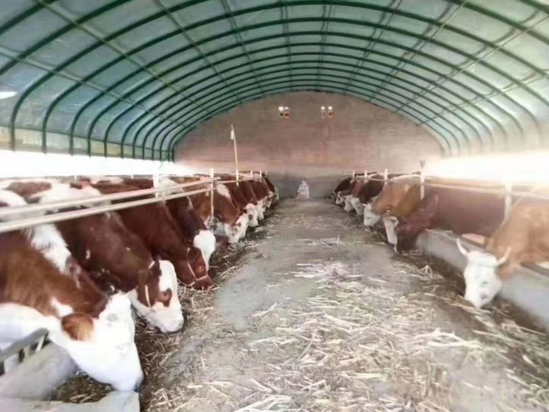 养猪大棚养牛大棚钢管大棚包塑椭圆管大棚