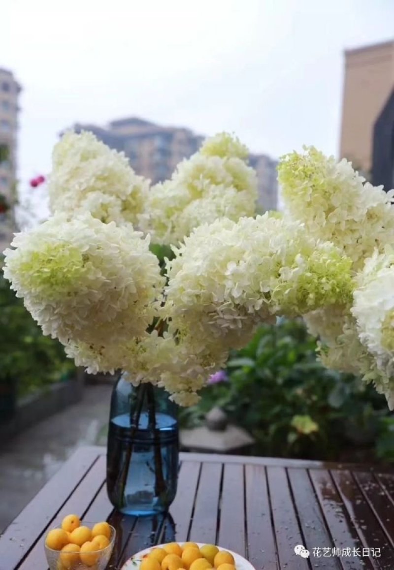 木绣球宝塔小苗基地直发成活好保证质量数量