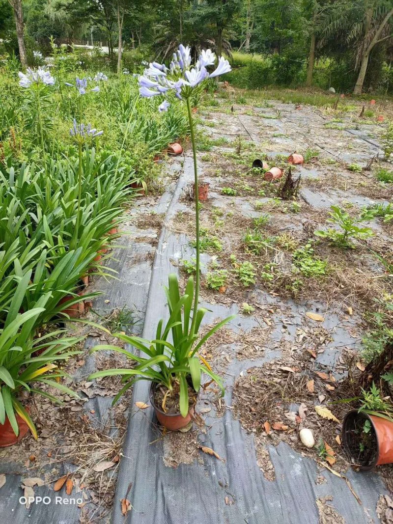 出售百子莲，精品百子莲。