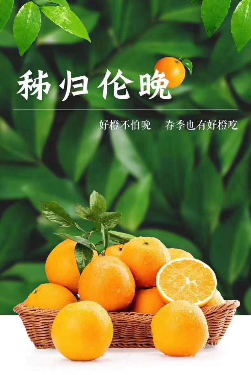 【脐橙】精品伦晚脐橙品质保证量大从优支持发货诚信经营