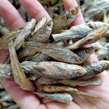 水煮麦穗鱼小麦穗淡盐