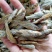 水煮麦穗鱼小麦穗淡盐