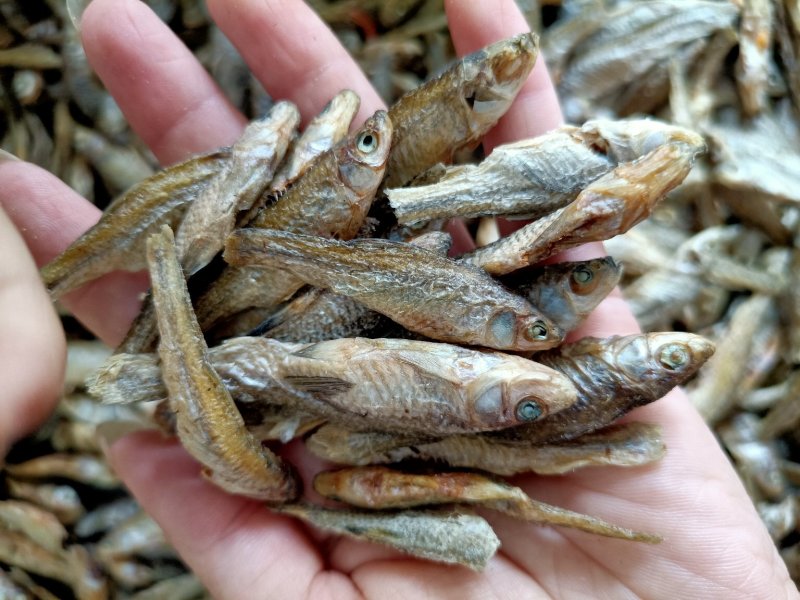 水煮麦穗鱼小麦穗淡盐