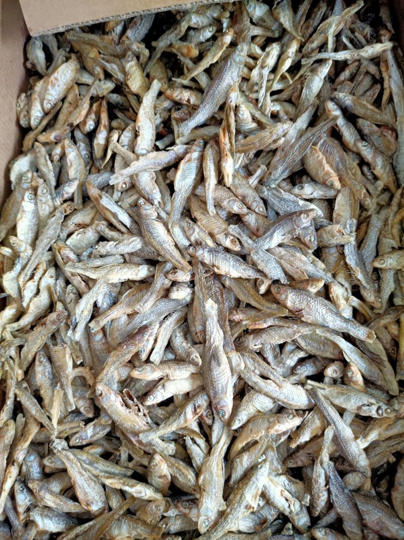 水煮麦穗鱼小麦穗淡盐